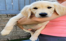 Golden Retriever dogs for sale: READY NOW Stunning Golden Retriever PUPPIES-3 LEFT - Image 23