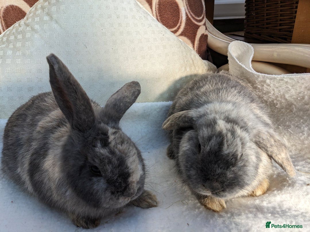 Guinea Pig rodents for sale: Guinea pigs and rabbits  - Advert 3