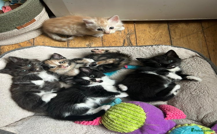 Mixed Breed cats - Advert 6