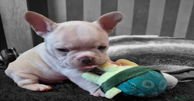 French Bulldog dogs - Advert 10