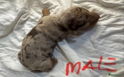 Miniature Dachshund dogs for sale: 6 Miniature Dachshund babies - Image 4