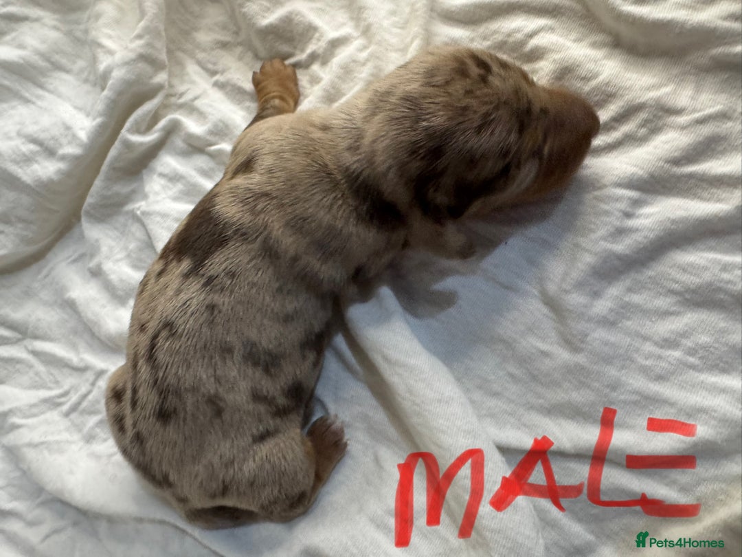 Miniature Dachshund dogs for sale: 6 Miniature Dachshund babies - Image 4