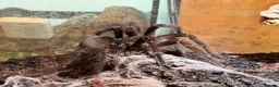 Tarantulas invertebrates for sale: Sub- adult Goliath Bird Eating Tarantula - Advert 2