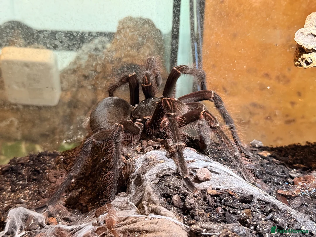 Tarantulas invertebrates for sale: Sub- adult Goliath Bird Eating Tarantula - Advert 2