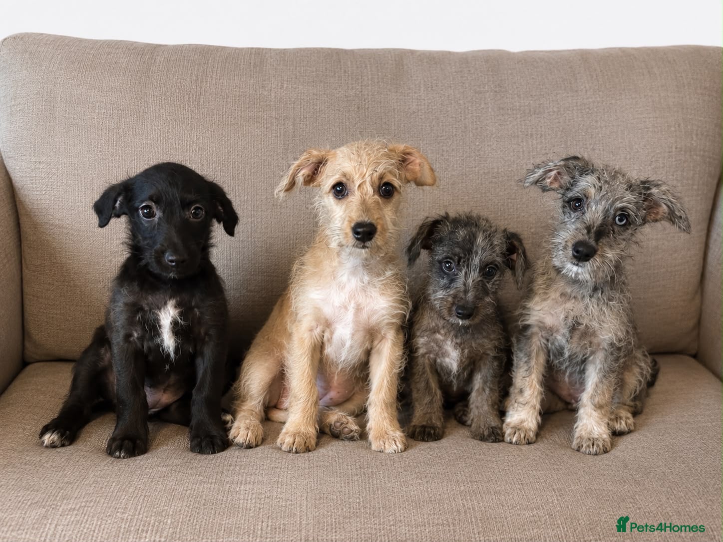 Jackapoo dogs Tiny Jackapoo’s *REDUCED ..READY TO COLLECT* - Advert 1