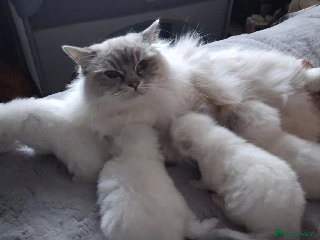 Ragdoll cats for sale: Amazing Ragdoll Babies  in Hartlepool - Advert 1
