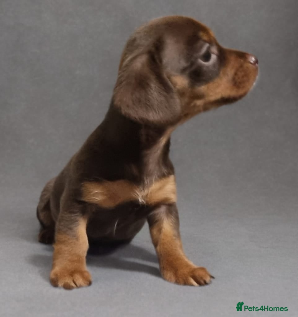 Miniature Dachshund dogs True Miniature KC Dachshunds   - Advert 6