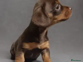 Miniature Dachshund dogs True Miniature KC Dachshunds - Advert 12