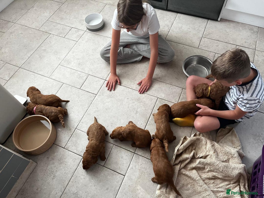 Labradoodle dogs for sale: Miniature Fox Red Labradoodles  - Image 9