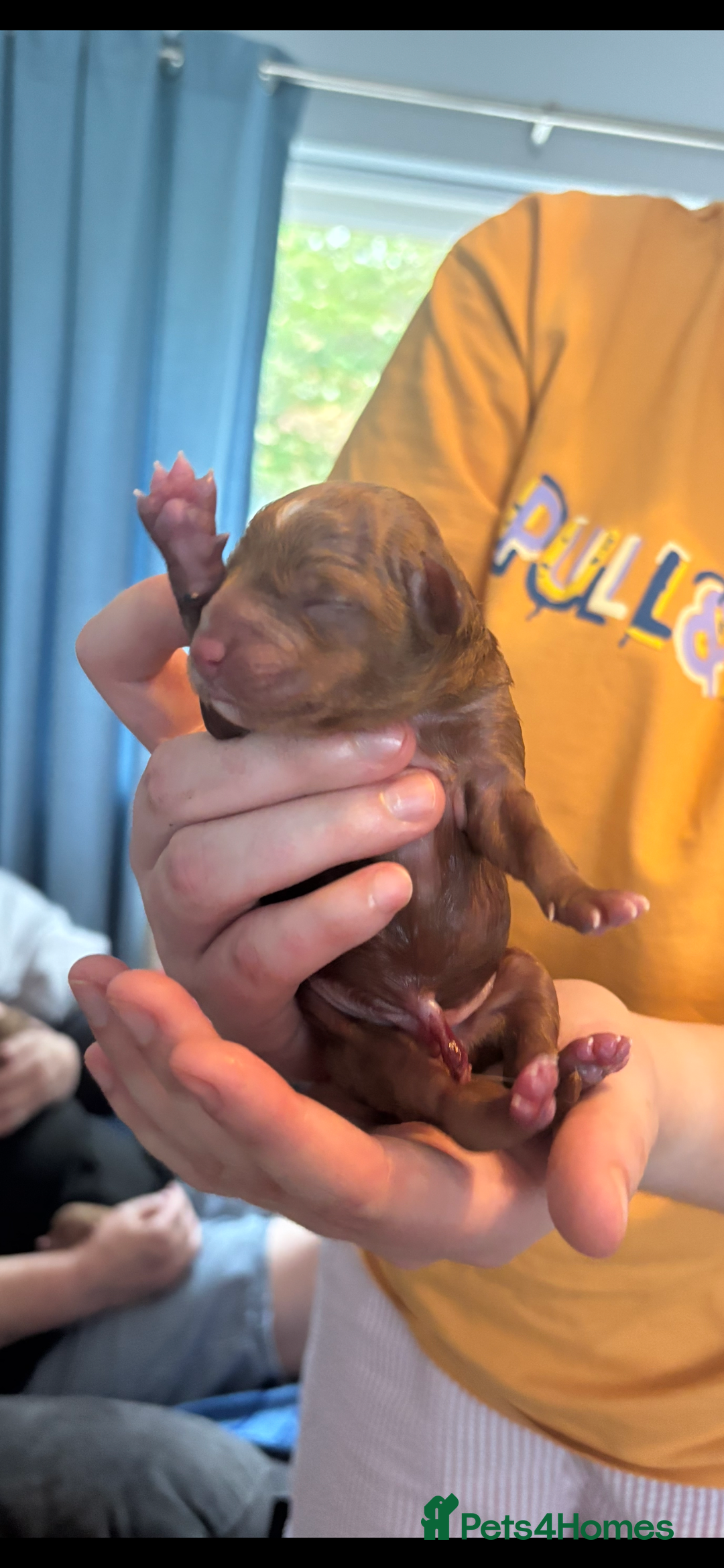 Poochon dogs for sale: Gorgeous litter of F1BB Poochons  - Image 2