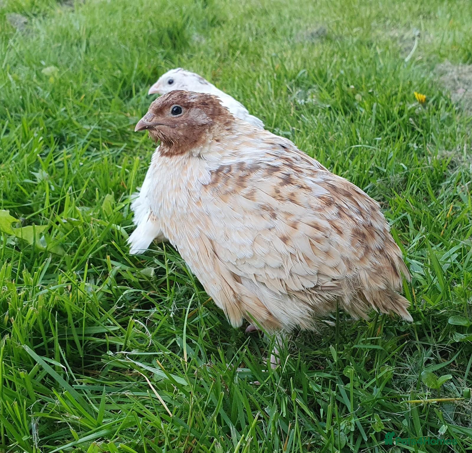 Quail poultry for sale: Male Coturnix Quail For Sale - Advert 4