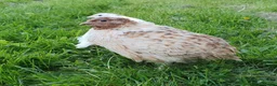Quail poultry for sale: Male Coturnix Quail For Sale in Nantwich - Advert 1