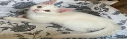 Turkish Van cats for sale: Gorgeous Turkish Van Kittens in Potters Bar - Advert 26