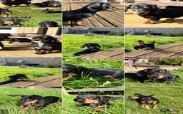 Miniature Dachshund dogs for sale: Miniature Short Hair Dacshund  - Image 7