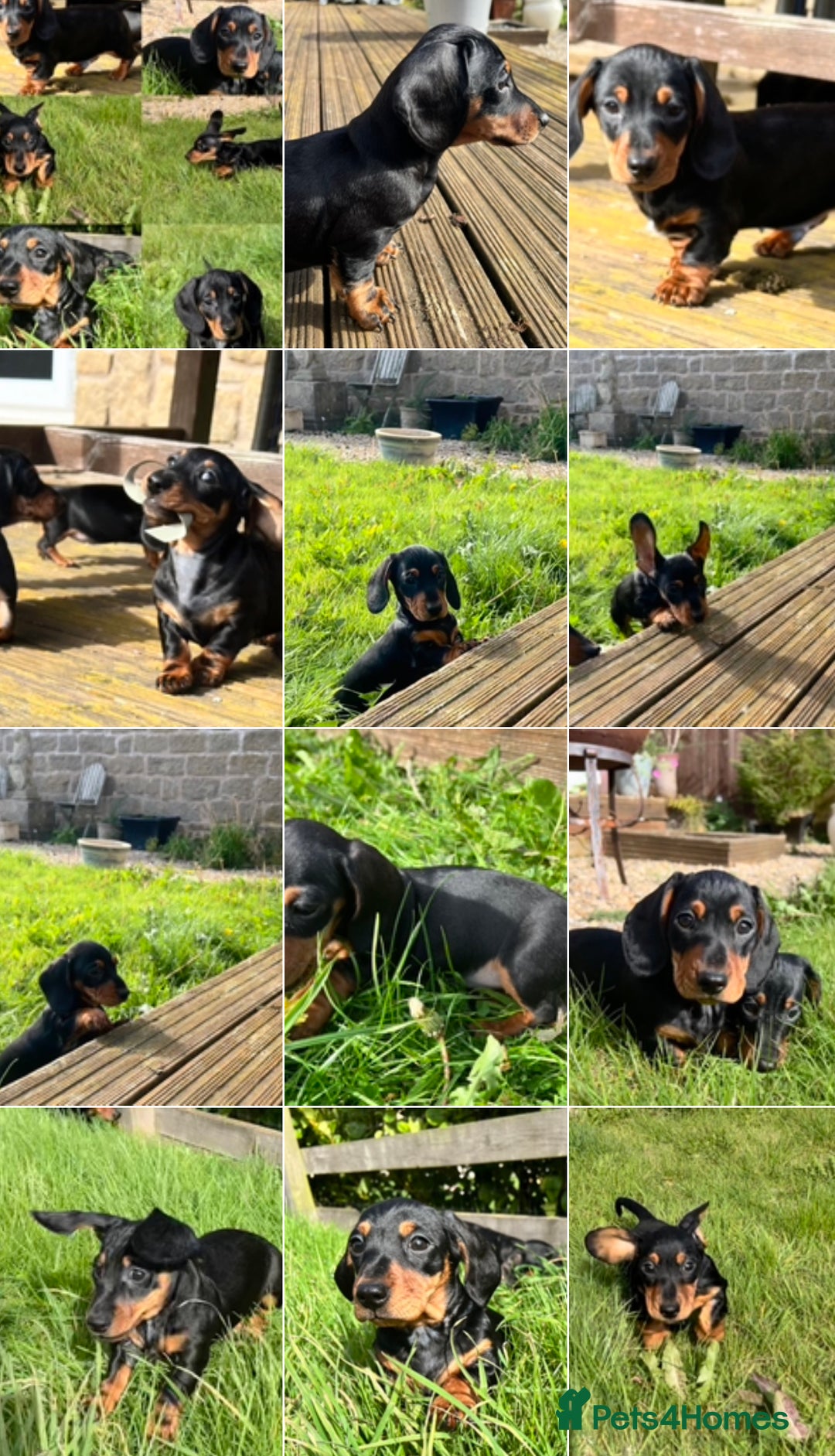 Miniature Dachshund dogs for sale: Miniature Short Hair Dacshund  - Image 7