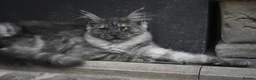 Maine Coon cats for sale: Gorgeous Champion Bloodline Maine Coon Kittens - Advert 14