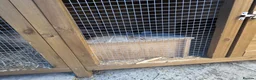 Mixed Breed rabbits for sale: Male rabbit & male guinea pig - Advert 9