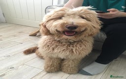 Labradoodle dogs for sale: Multigenerational Medium /Mini Labradoodles  - Image 15