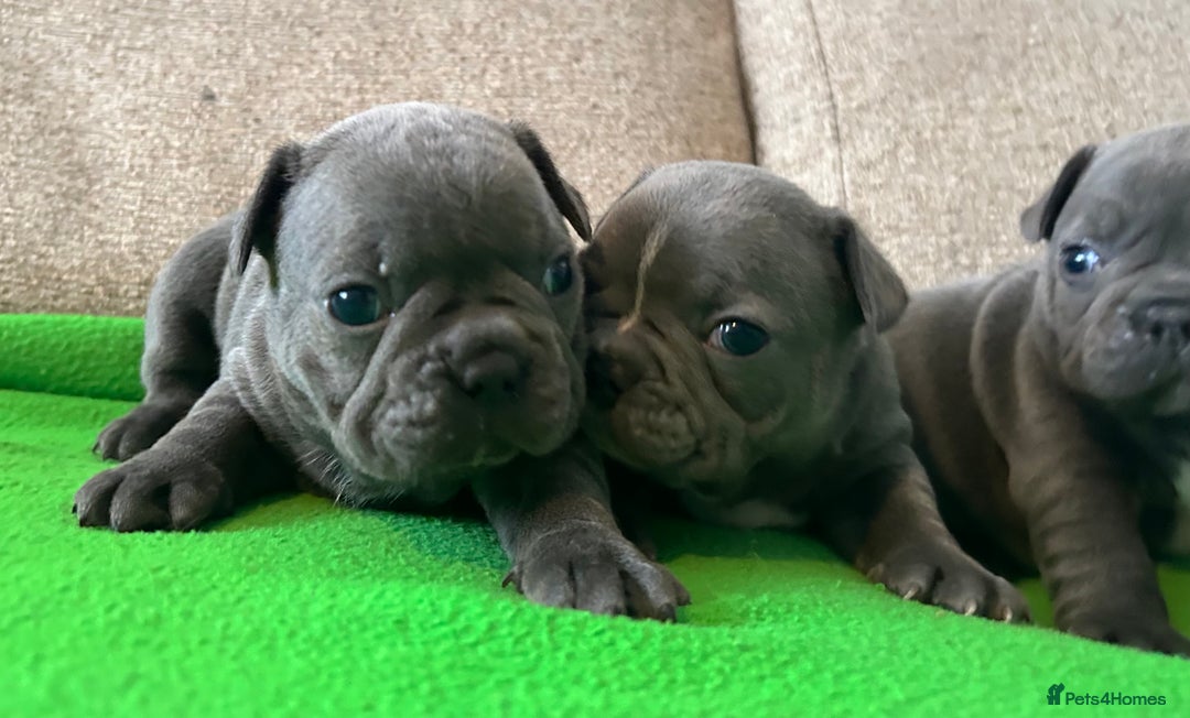 French Bulldog dogs for sale: Solid Blue French Bulldog female puppies - Image 24