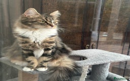 Maine Coon cats for sale: Female  shadow  - Image 8