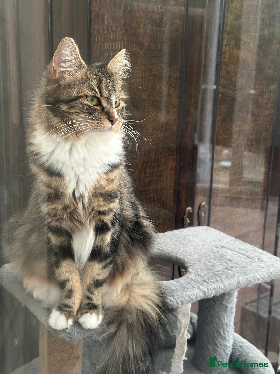 Maine Coon cats for sale: Female  shadow  - Image 8