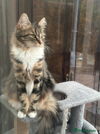 Maine Coon cats - Advert 16