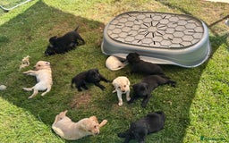 Labrador Retriever dogs for sale: Labrador puppies kennel Club registered - Image 2
