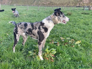 Lurcher dogs in Barnard Castle - Advert 2