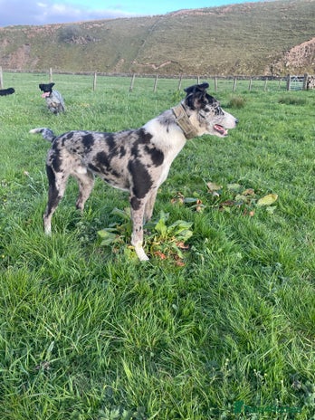 Lurcher dogs in Barnard Castle - Advert 1