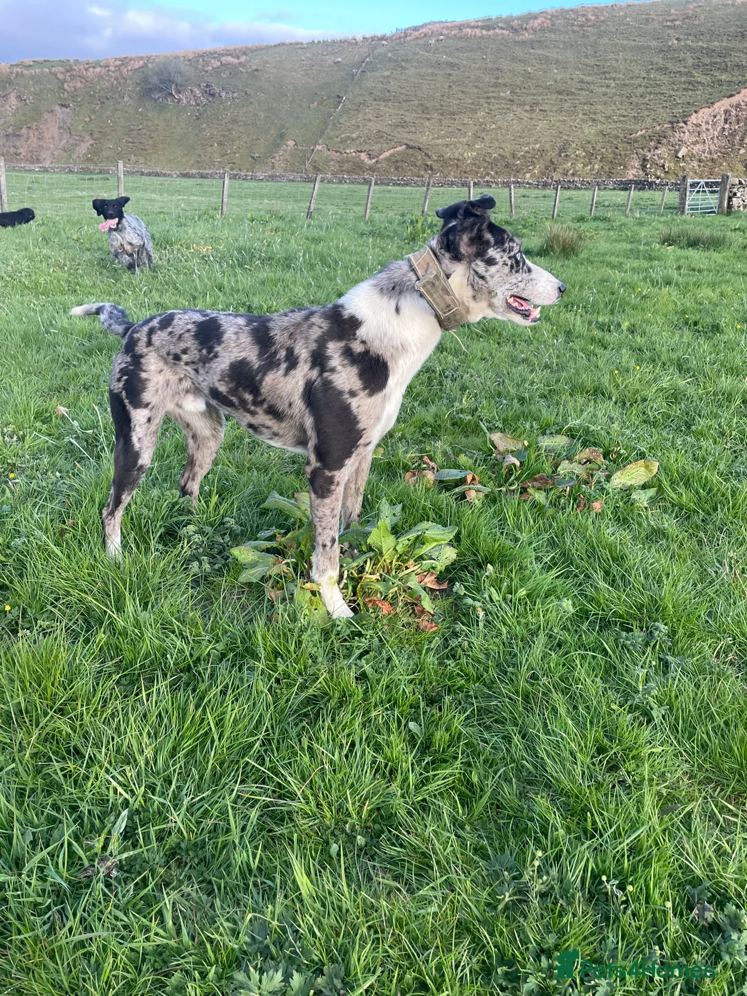 Lurcher dogs for stud: Merl dog for stud in Barnard Castle - Advert 1