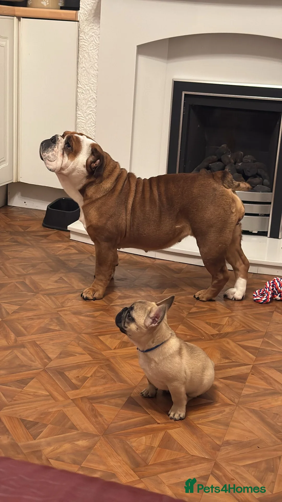 French Bulldog dogs for stud: Denzel- Open for Stud- PROVEN. Son of Super Ted  in Gillingham - Advert 17