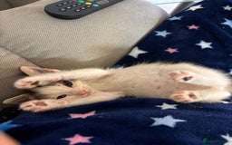 British Shorthair cats for sale: Beautiful cute British shorthair kittens for sale  - Advert 1