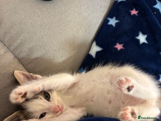 British Shorthair cats for sale: Beautiful cute British shorthair kittens for sale - Advert 1