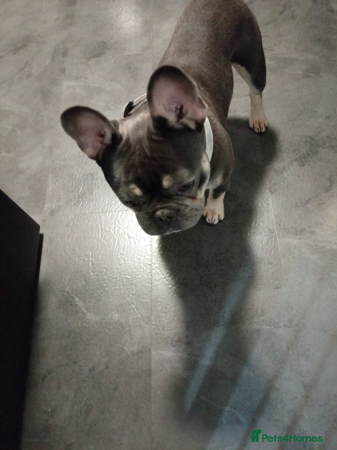 French Bulldog dogs for sale: 1 year old French bull dog for sale - Advert 2