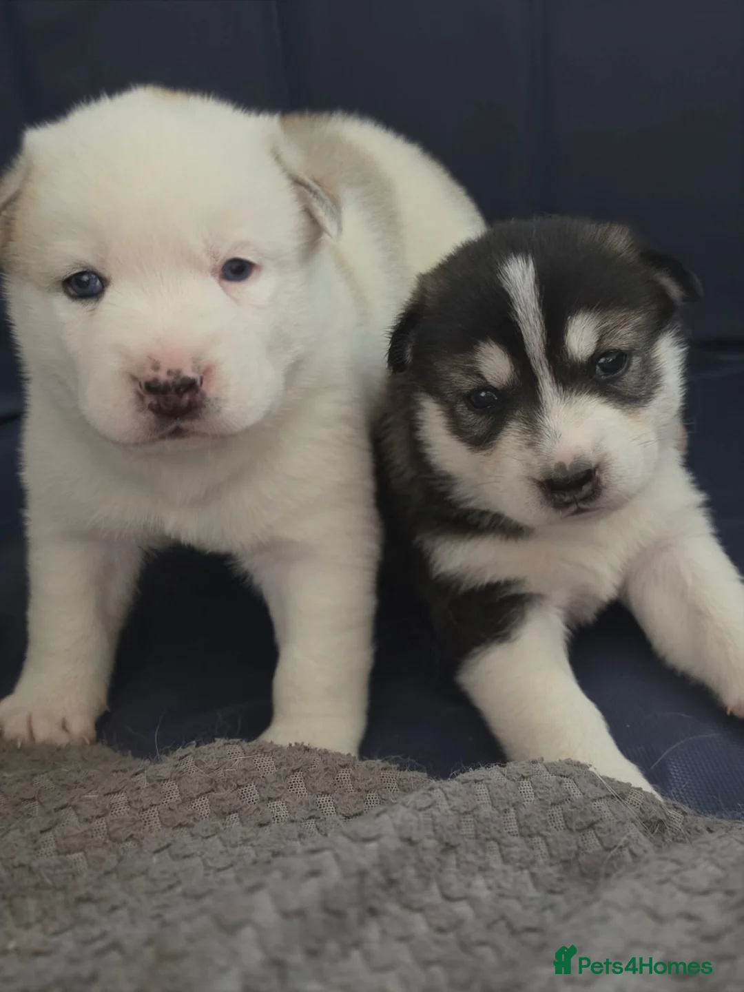 Siberian Husky dogs for sale: 2 BEAUTIFUL HUSKY PUPPIES  - Advert 7