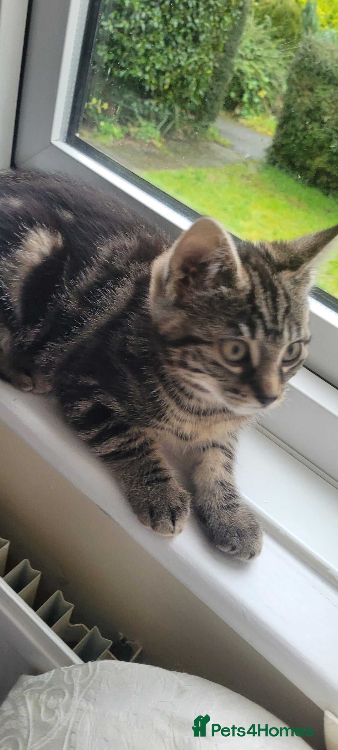 Domestic Shorthair cats for sale: Boy and girl adorable playful kittenns - Advert 9