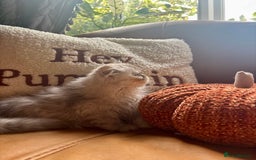 Persian cats for sale: Beautiful Pedigree Persians  - Image 21