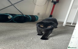British Shorthair cats for sale: ONE BRITISH SHORTHAIR KITTEN LEFT! - Image 1