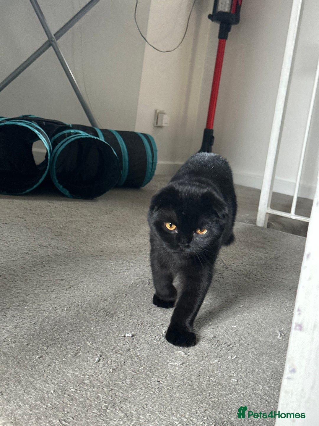 British Shorthair cats for sale: ONE BRITISH SHORTHAIR KITTEN LEFT! - Image 1