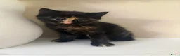 Mixed Breed cats for sale: 4 beautiful kittens in Stafford - Advert 22