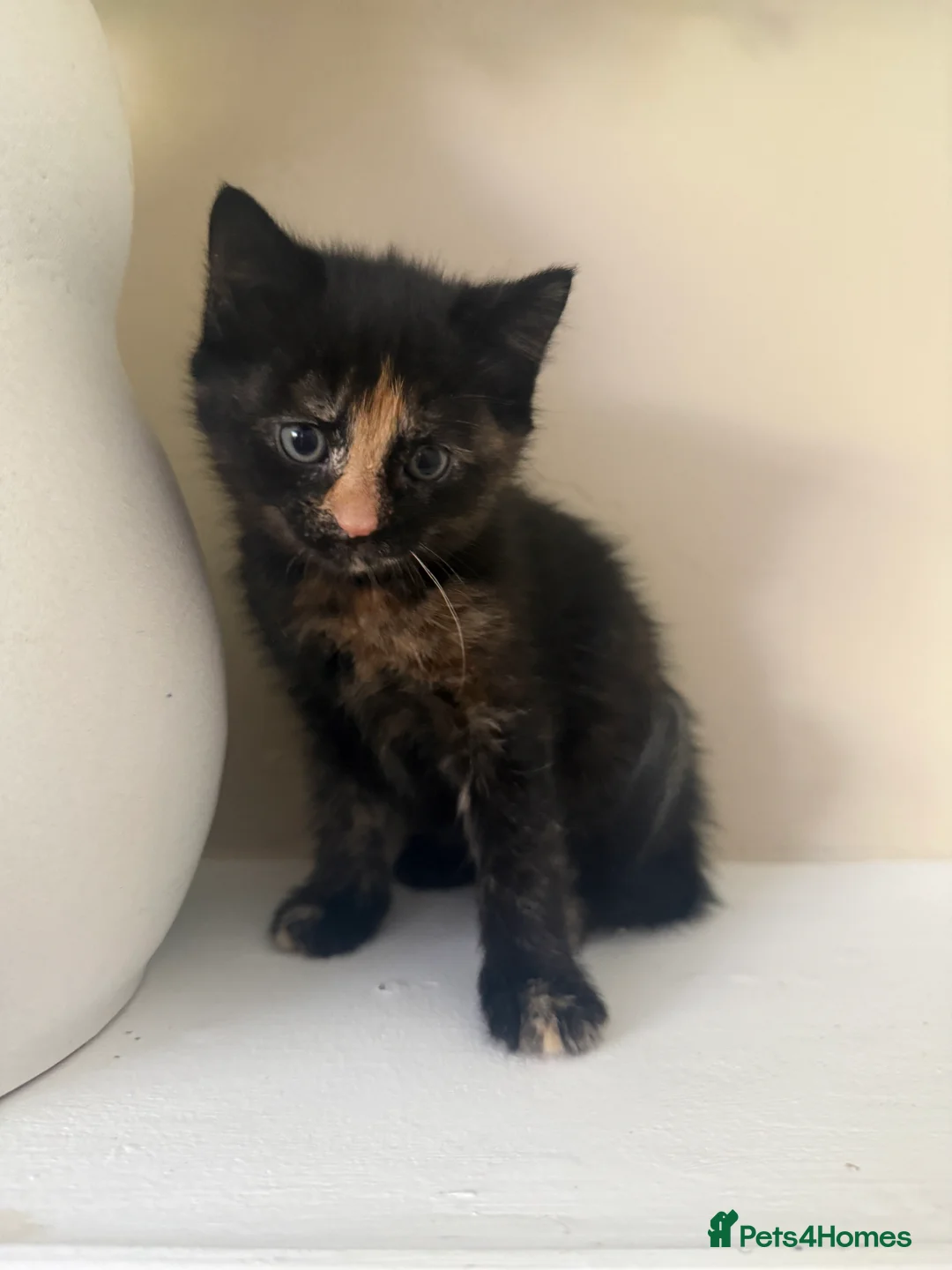 Mixed Breed cats for sale: 4 beautiful kittens in Stafford - Advert 22
