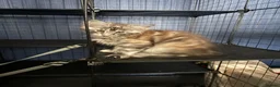 Maine Coon cats for sale: Beauty Maine coon girl ready now  - Advert 5