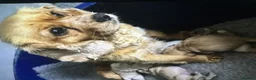 Mixed Breed dogs for sale: Adorable fluffball Cockalierpoo pups - Advert 14