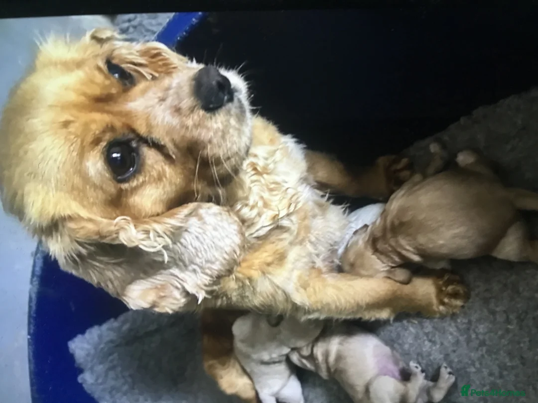 Mixed Breed dogs for sale: Adorable fluffball Cockalierpoo pups - Advert 14