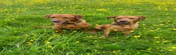 Labrador Retriever dogs for sale: Stunning male true fox red lab  in Warwick - Advert 8