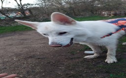 German Shepherd dogs for sale: White german sheperd  - Image 38