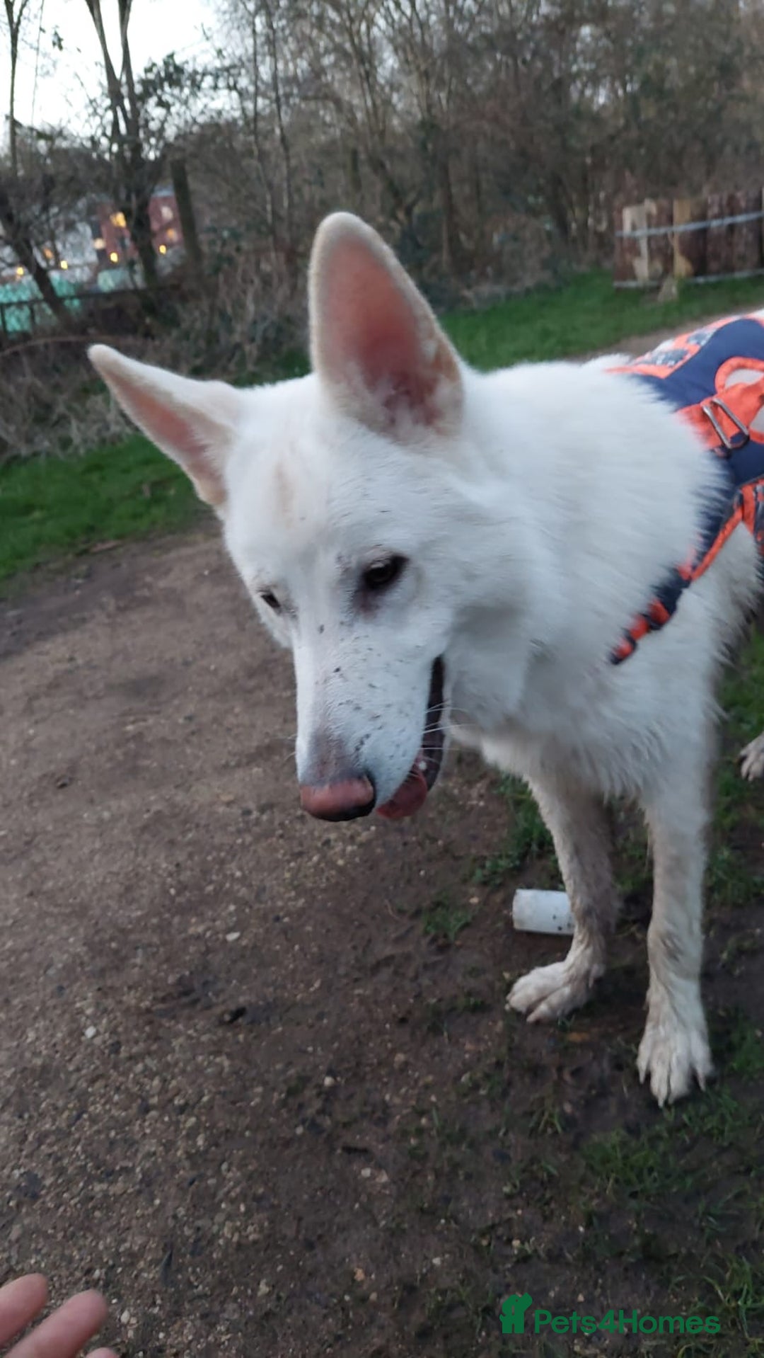German Shepherd dogs for sale: White german sheperd  - Image 38