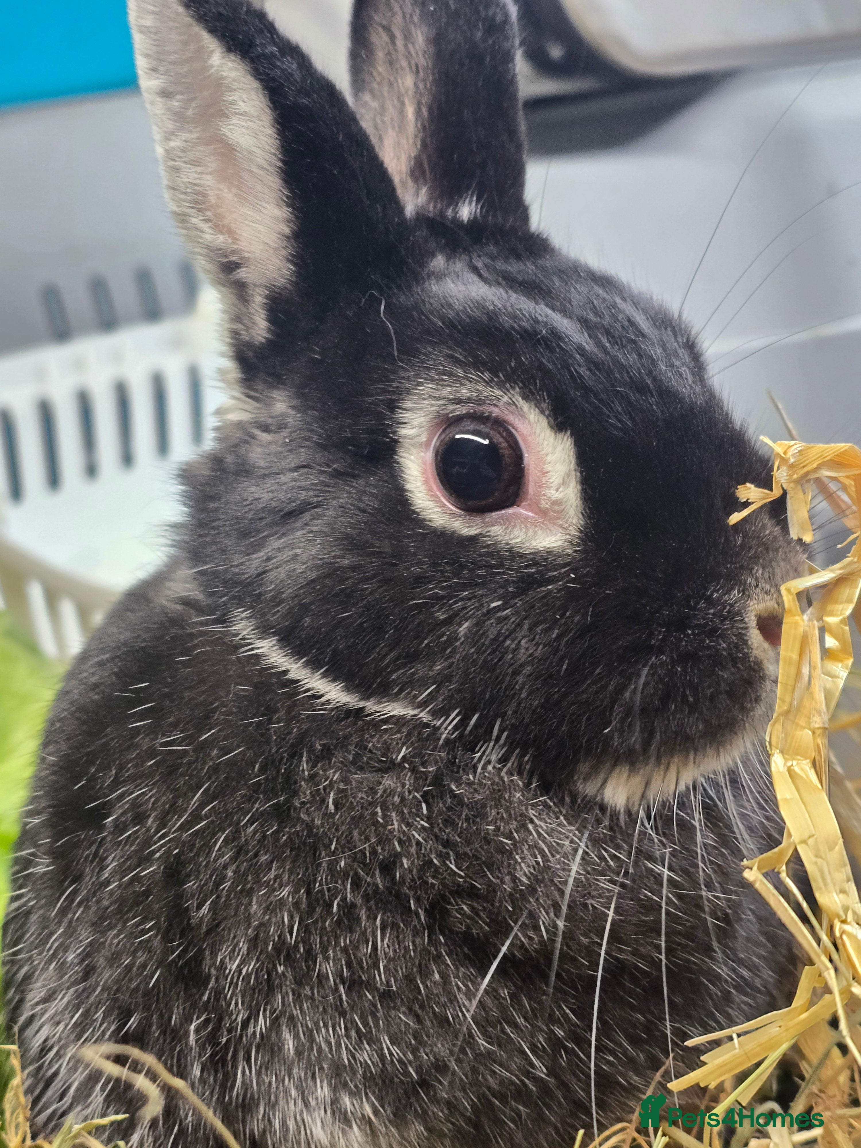 Netherland Dwarf rabbits Netherland dwarf 2 years old rescue female - Advert 8