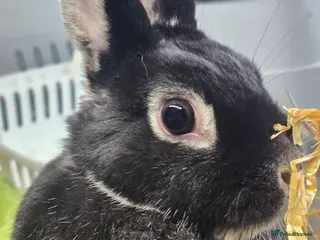 Netherland Dwarf rabbits Netherland dwarf 2 years old rescue female - Advert 2