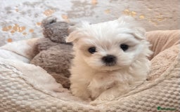 Maltese dogs for sale: ✨💫Tiny Exquisite Bambelina Maltese 💫✨ - Image 32